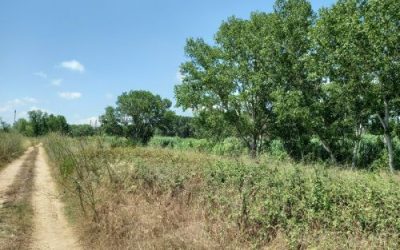 Plantada Popular de Perafort y Puigdelfí en el río Francolí