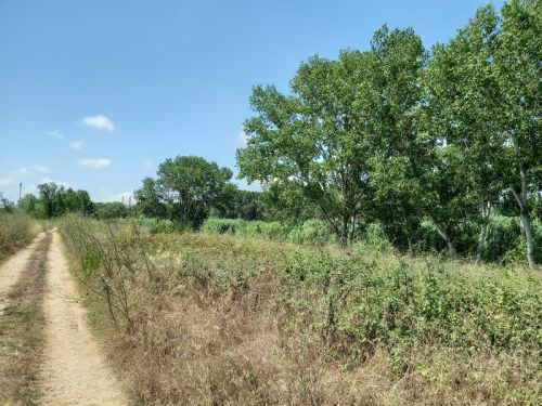 Plantada Popular de Perafort y Puigdelfí en el río Francolí